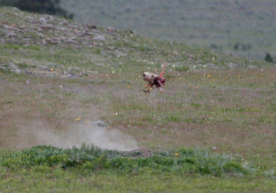 Exploding Prairie Dogs Video Exploding Prairie Dogs Video